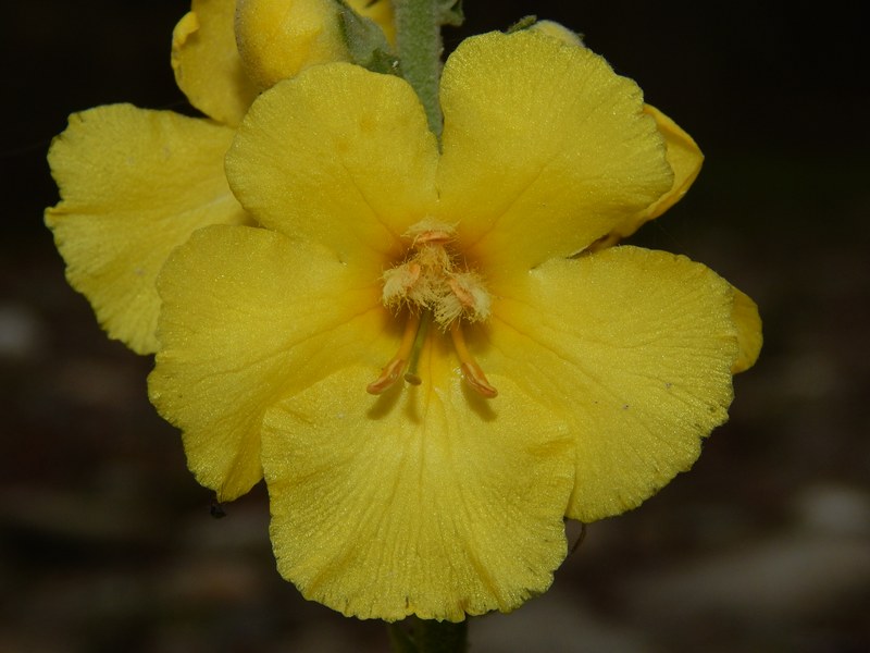 Verbascum phlomoides / Verbasco barbarastio